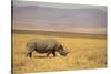 Black Rhinoceros-DLILLC-Stretched Canvas