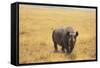 Black Rhinoceros-DLILLC-Framed Stretched Canvas