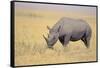 Black Rhinoceros-DLILLC-Framed Stretched Canvas