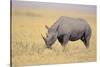 Black Rhinoceros-DLILLC-Stretched Canvas