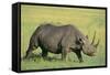 Black Rhinoceros-DLILLC-Framed Stretched Canvas
