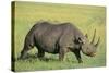 Black Rhinoceros-DLILLC-Stretched Canvas