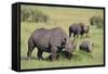 Black Rhinoceros-DLILLC-Framed Stretched Canvas