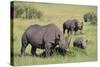 Black Rhinoceros-DLILLC-Stretched Canvas