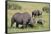 Black Rhinoceros-DLILLC-Framed Stretched Canvas