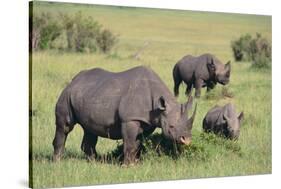 Black Rhinoceros-DLILLC-Stretched Canvas