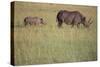 Black Rhinoceros-DLILLC-Stretched Canvas