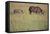 Black Rhinoceros-DLILLC-Framed Stretched Canvas