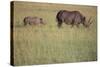 Black Rhinoceros-DLILLC-Stretched Canvas