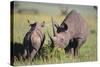 Black Rhinoceros-DLILLC-Stretched Canvas