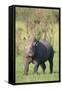 Black Rhinoceros-DLILLC-Framed Stretched Canvas