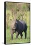 Black Rhinoceros-DLILLC-Framed Stretched Canvas