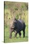 Black Rhinoceros-DLILLC-Stretched Canvas