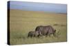 Black Rhinoceros-DLILLC-Stretched Canvas