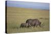 Black Rhinoceros-DLILLC-Stretched Canvas