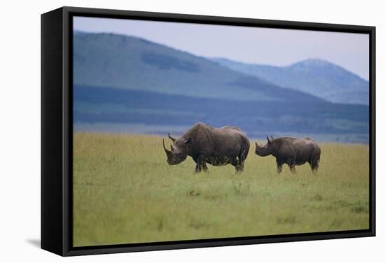 Black Rhinoceros-DLILLC-Framed Stretched Canvas