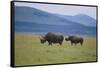 Black Rhinoceros-DLILLC-Framed Stretched Canvas