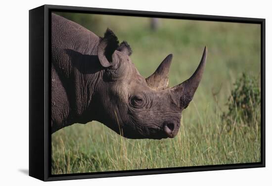 Black Rhinoceros-DLILLC-Framed Stretched Canvas