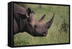 Black Rhinoceros-DLILLC-Framed Stretched Canvas