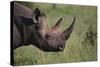 Black Rhinoceros-DLILLC-Stretched Canvas