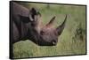 Black Rhinoceros-DLILLC-Framed Stretched Canvas