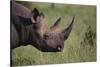 Black Rhinoceros-DLILLC-Stretched Canvas