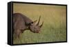 Black Rhinoceros-DLILLC-Framed Stretched Canvas