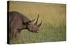 Black Rhinoceros-DLILLC-Stretched Canvas