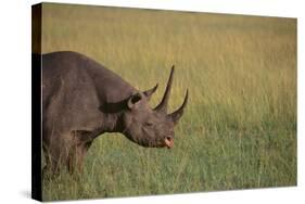 Black Rhinoceros-DLILLC-Stretched Canvas