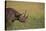 Black Rhinoceros-DLILLC-Stretched Canvas