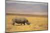 Black Rhinoceros-DLILLC-Mounted Premium Photographic Print