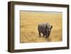 Black Rhinoceros-DLILLC-Framed Premium Photographic Print