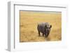 Black Rhinoceros-DLILLC-Framed Premium Photographic Print