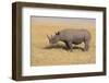 Black Rhinoceros-DLILLC-Framed Premium Photographic Print