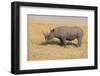 Black Rhinoceros-DLILLC-Framed Premium Photographic Print