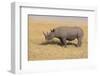 Black Rhinoceros-DLILLC-Framed Premium Photographic Print