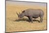 Black Rhinoceros-DLILLC-Mounted Premium Photographic Print