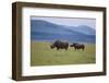 Black Rhinoceros-DLILLC-Framed Premium Photographic Print