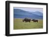 Black Rhinoceros-DLILLC-Framed Premium Photographic Print