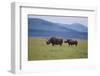 Black Rhinoceros-DLILLC-Framed Premium Photographic Print