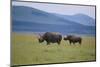 Black Rhinoceros-DLILLC-Mounted Premium Photographic Print