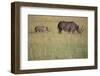 Black Rhinoceros-DLILLC-Framed Premium Photographic Print