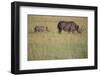 Black Rhinoceros-DLILLC-Framed Premium Photographic Print