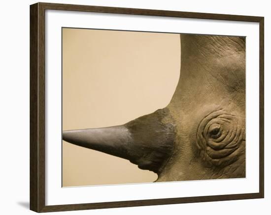 Black Rhinoceros-Henry Horenstein-Framed Photographic Print