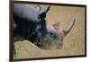 Black Rhinoceros-Paul Souders-Framed Photographic Print