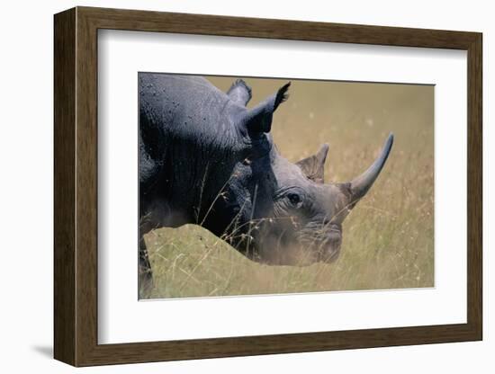 Black Rhinoceros-Paul Souders-Framed Photographic Print