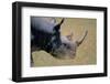 Black Rhinoceros-Paul Souders-Framed Photographic Print