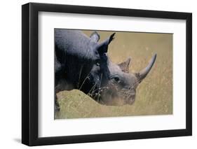 Black Rhinoceros-Paul Souders-Framed Photographic Print