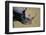 Black Rhinoceros-Paul Souders-Framed Photographic Print