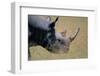 Black Rhinoceros-Paul Souders-Framed Photographic Print